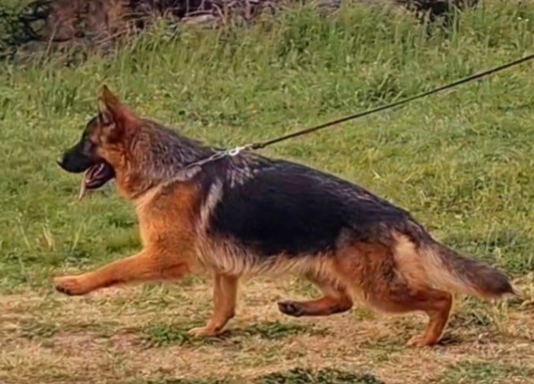 Renesmee des Loups de L'etoile