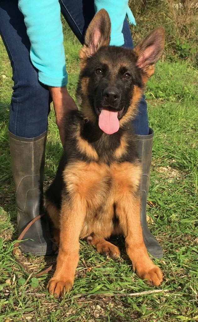 du Domaine de la Roya - Chiot disponible  - Berger Allemand