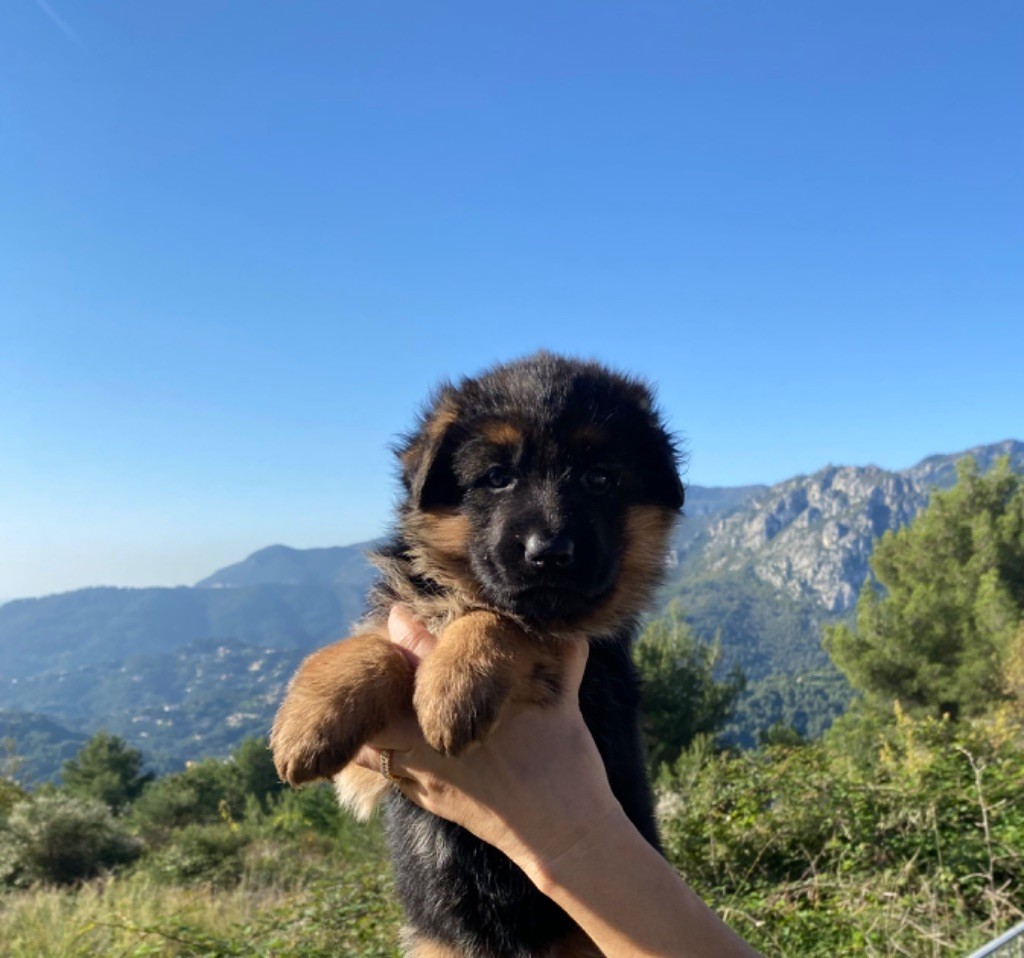 du Domaine de la Roya - Chiot disponible  - Berger Allemand