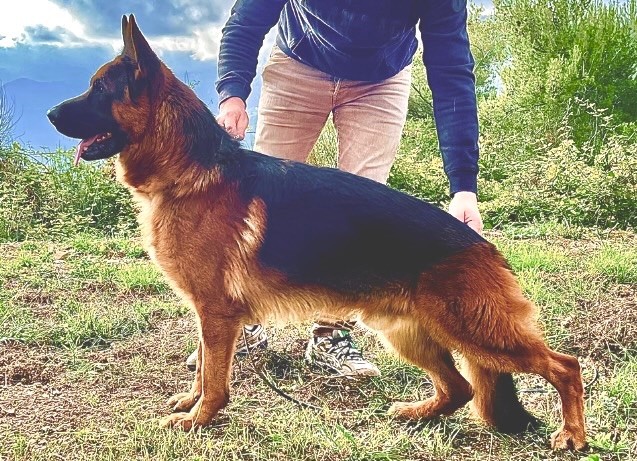 chiot Berger Allemand du Domaine de la Roya