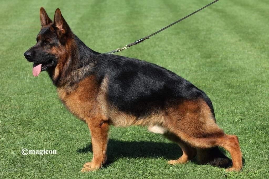 chiot Berger Allemand du Domaine de la Roya