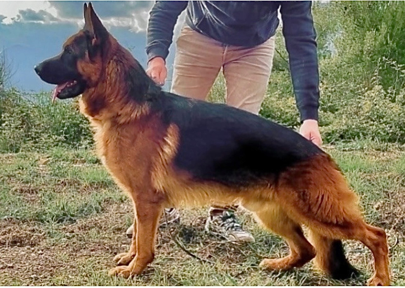 Pachenko du grand Revoyet