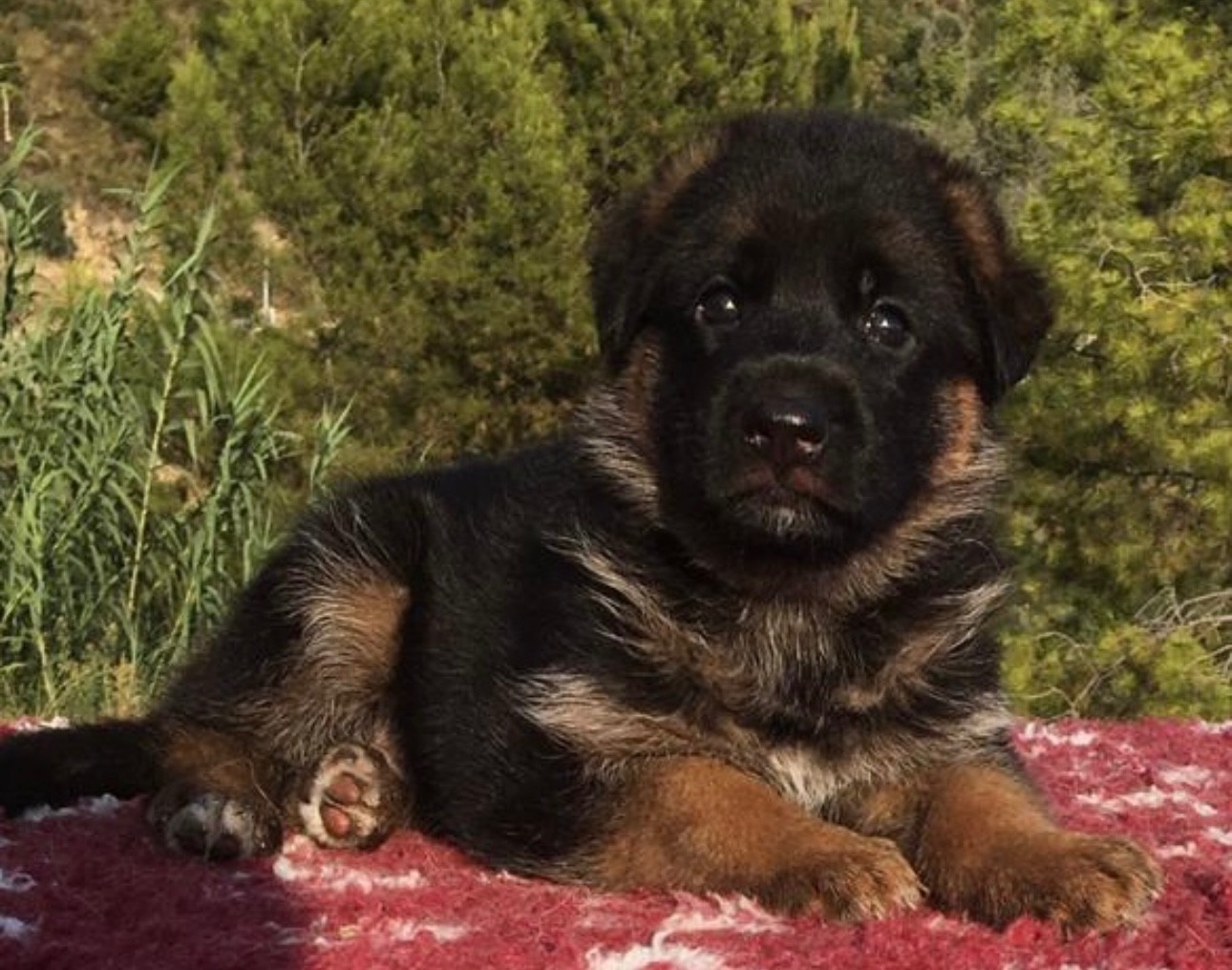 Des chiots sont disponibles régulièrement