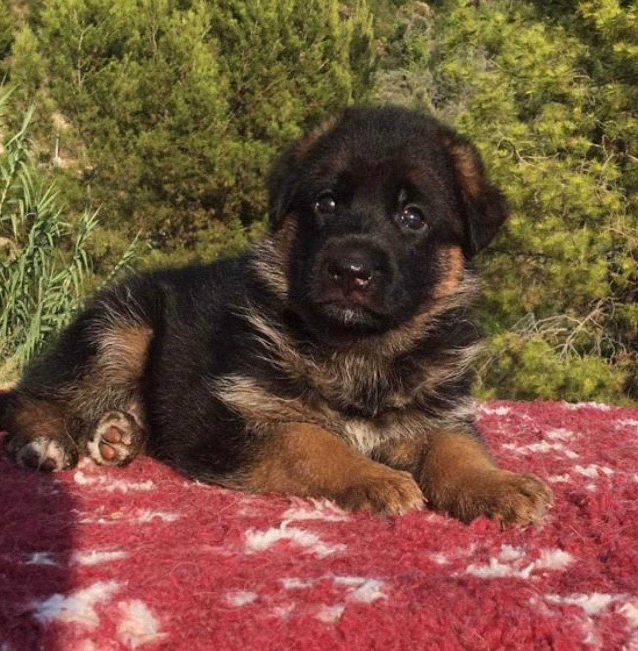 du Domaine de la Roya