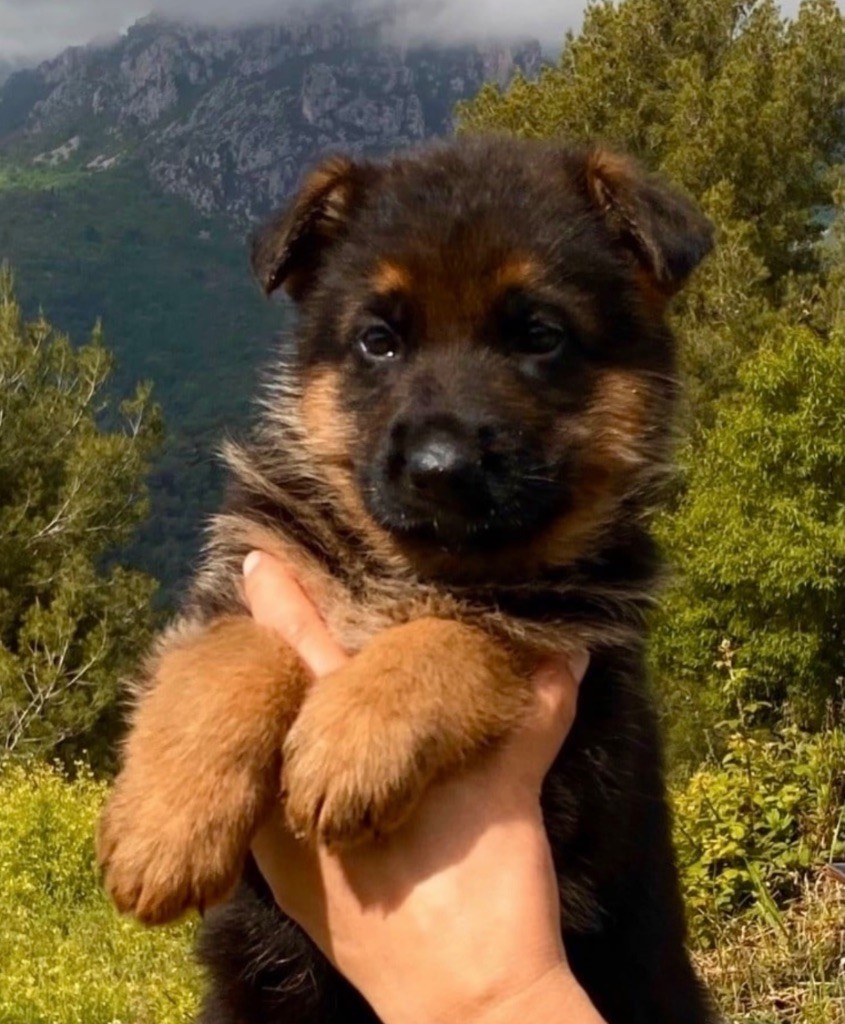 du Domaine de la Roya - Chiots disponibles - Berger Allemand
