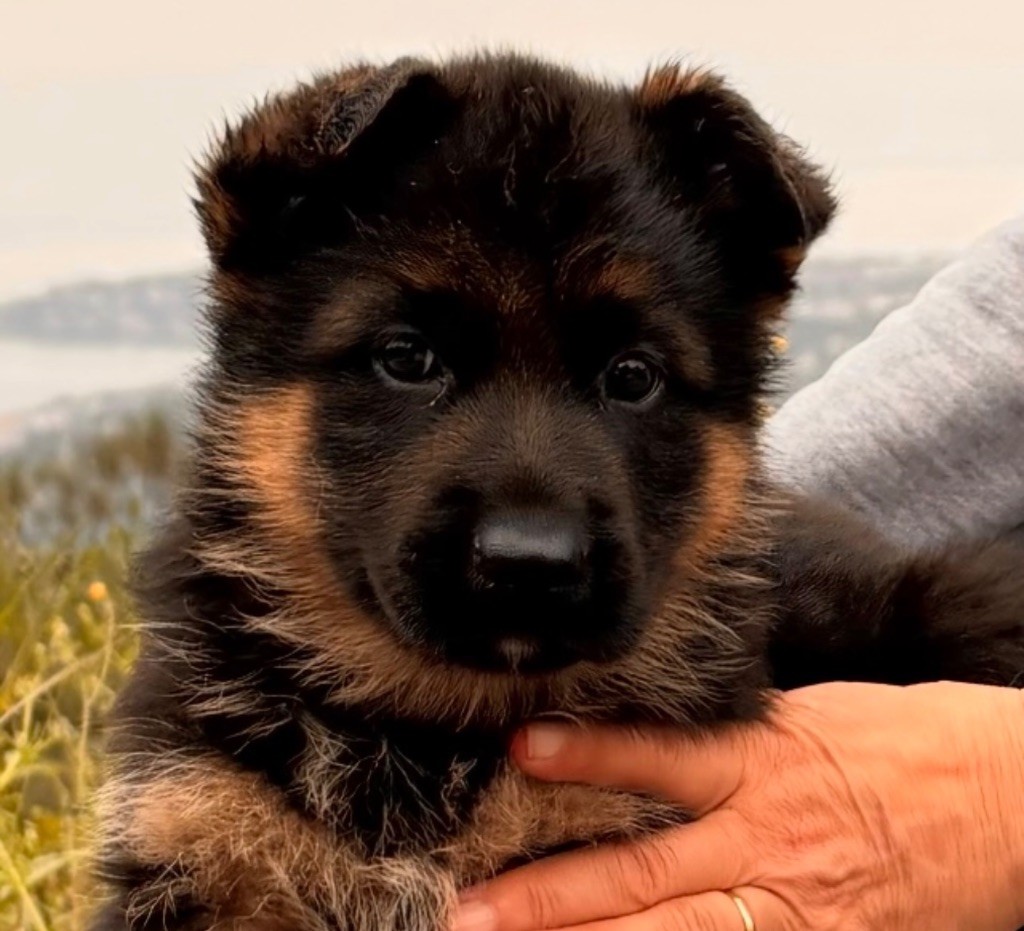 du Domaine de la Roya - Chiots disponibles - Berger Allemand