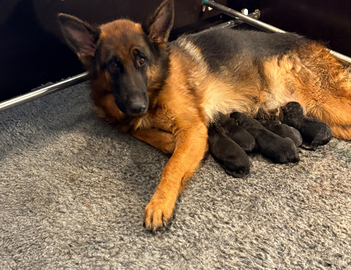 du Domaine de la Roya - Chiots disponibles - Berger Allemand