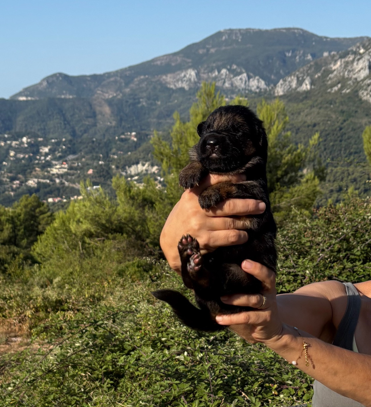 du Domaine de la Roya - Chiots disponibles - Berger Allemand