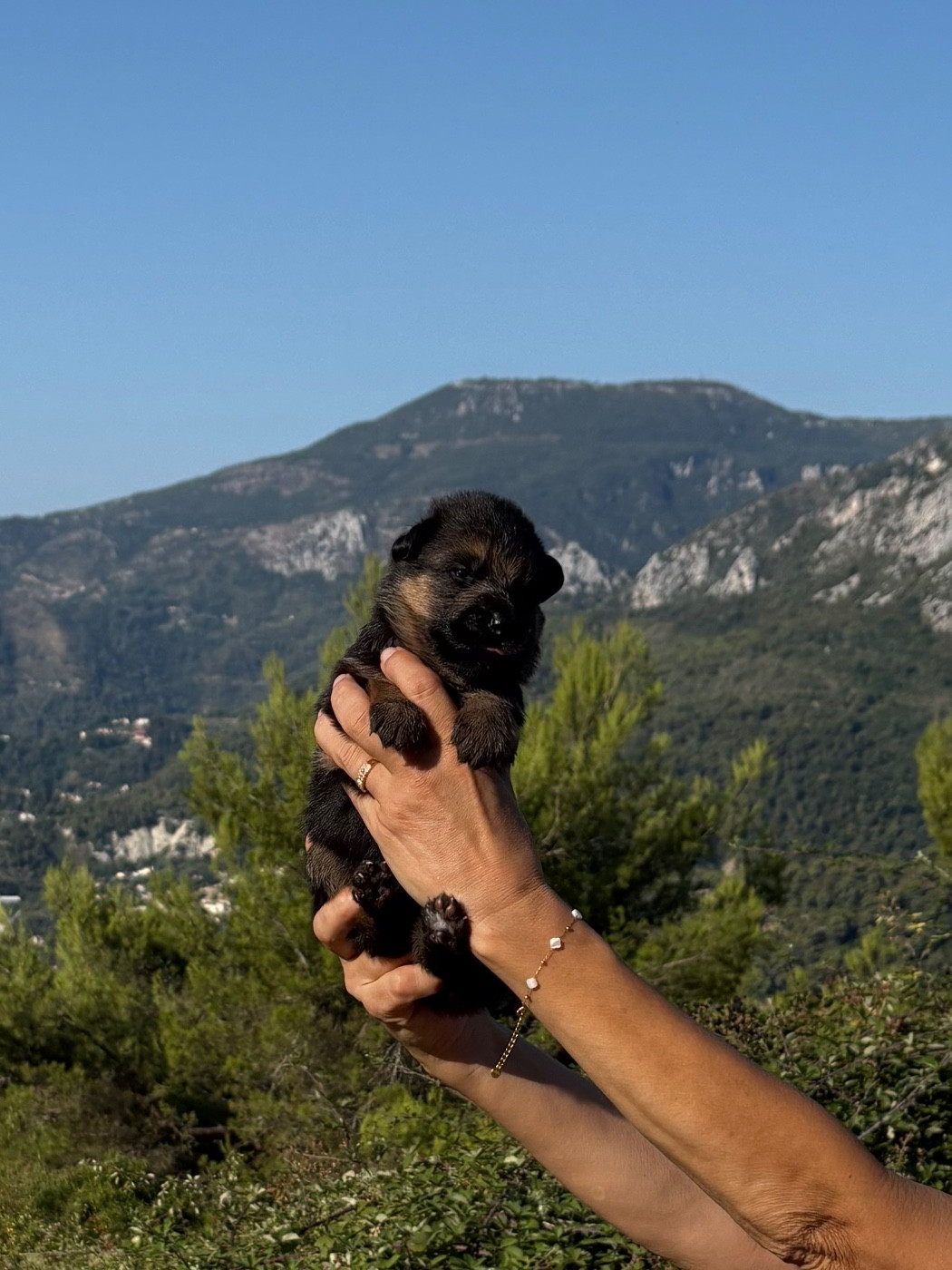 du Domaine de la Roya - Chiots disponibles - Berger Allemand