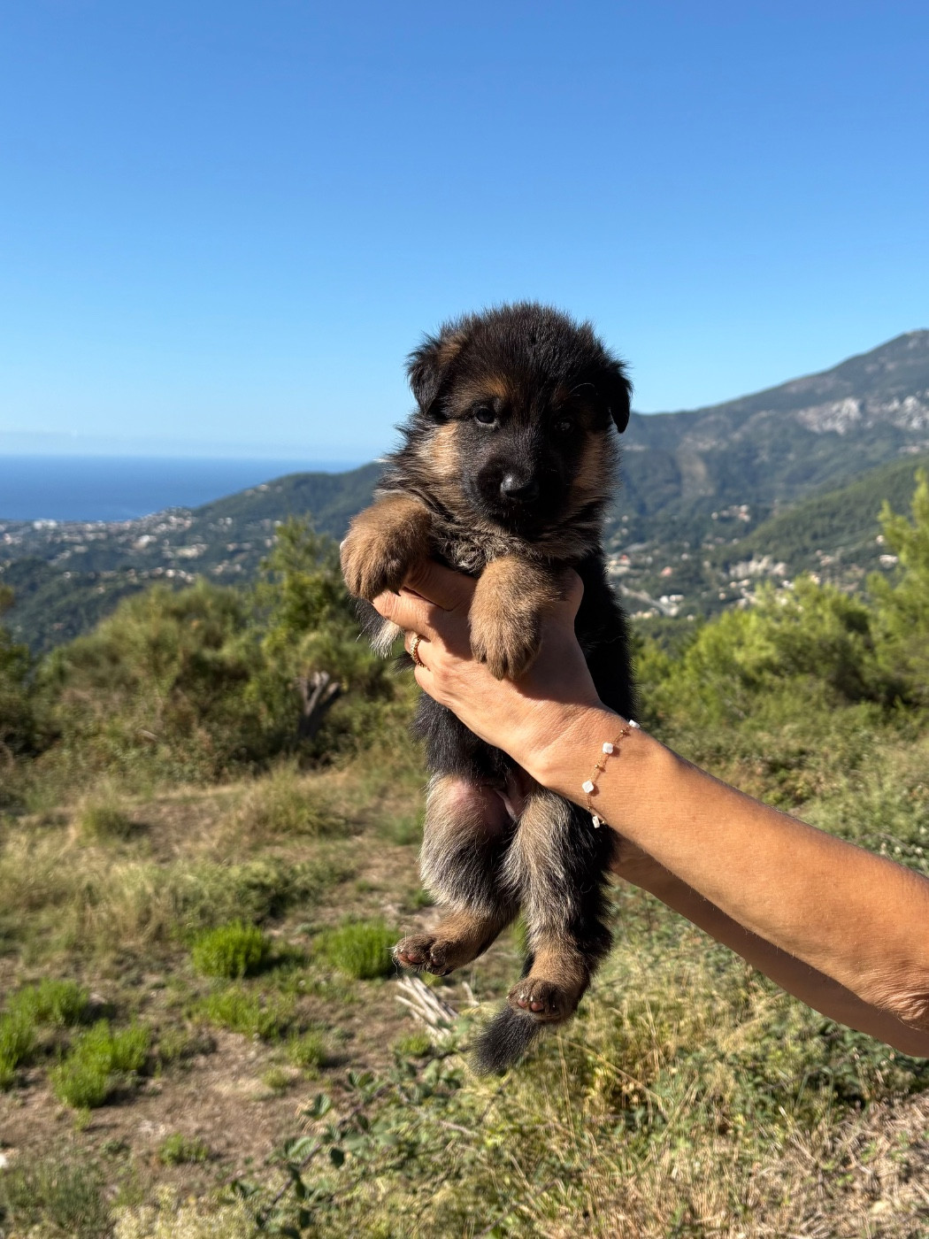 du Domaine de la Roya - Chiots disponibles - Berger Allemand