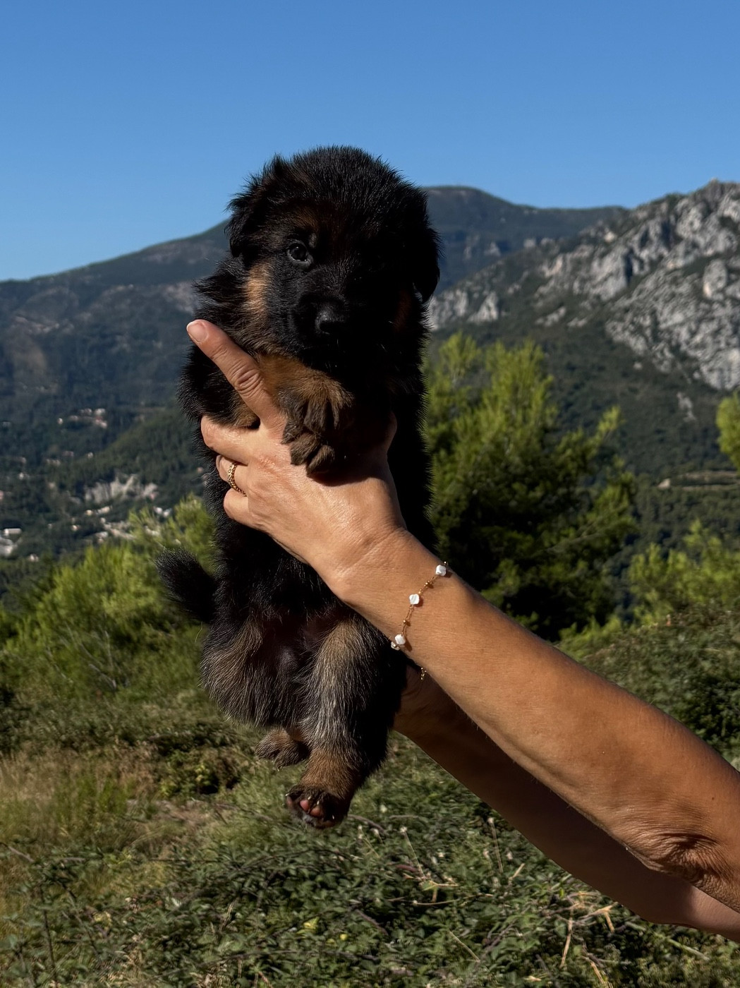 du Domaine de la Roya - Chiots disponibles - Berger Allemand