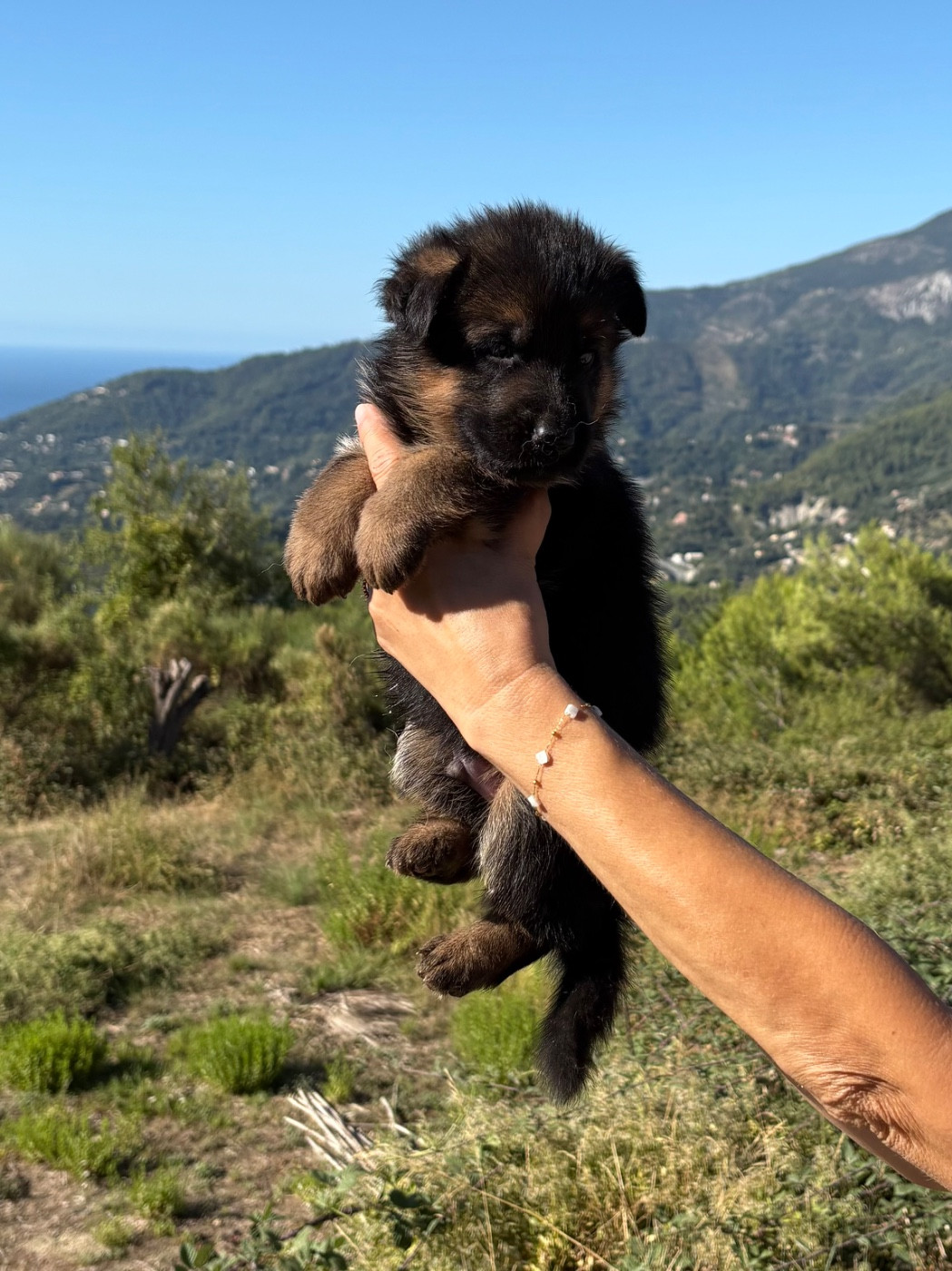 du Domaine de la Roya - Chiots disponibles - Berger Allemand