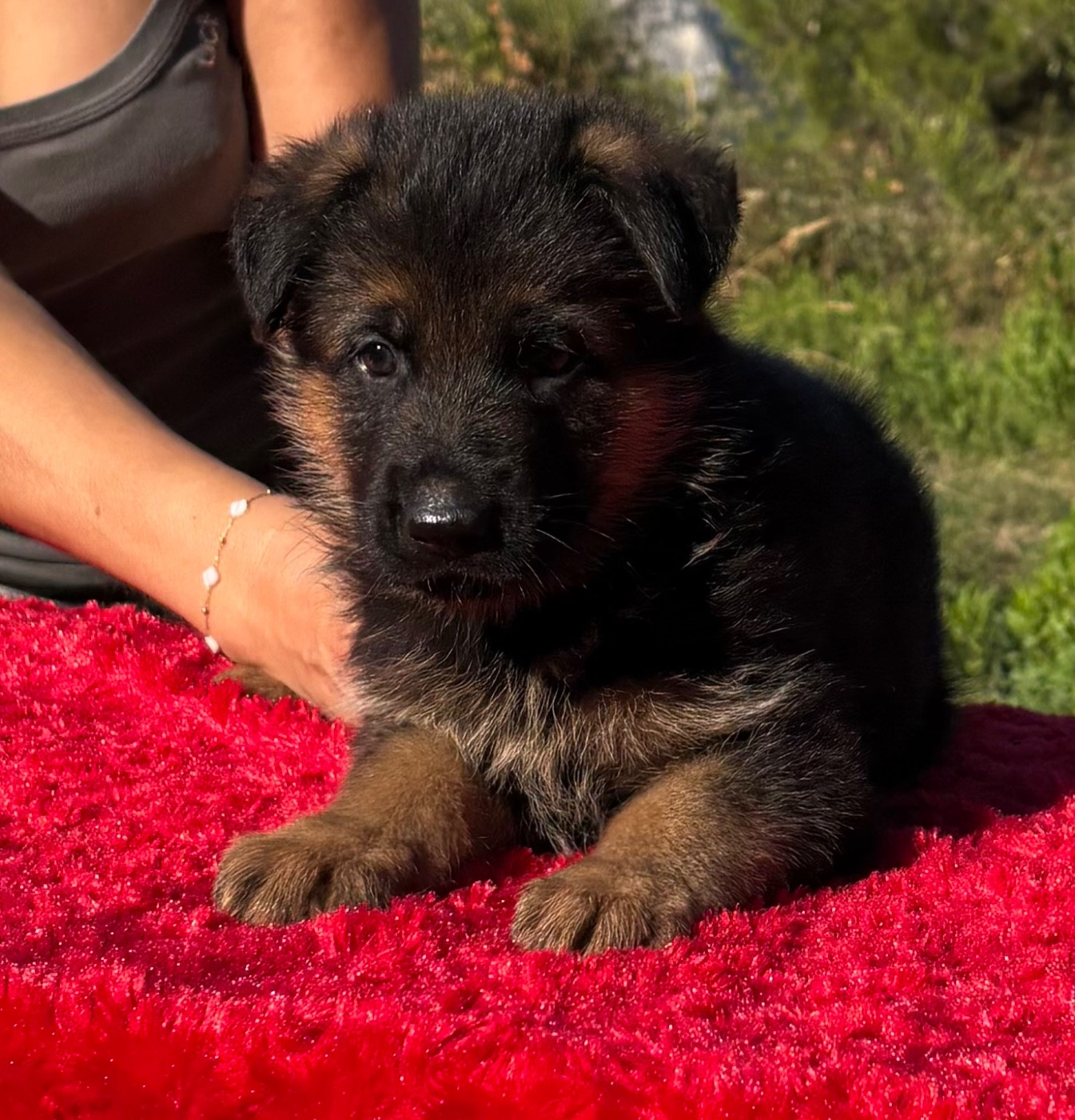 du Domaine de la Roya - Chiots disponibles - Berger Allemand