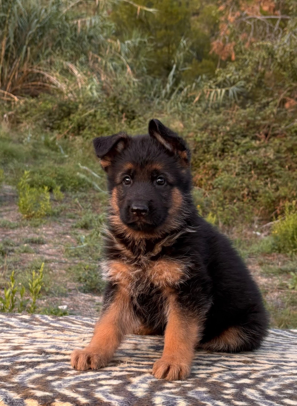du Domaine de la Roya - Chiots disponibles - Berger Allemand