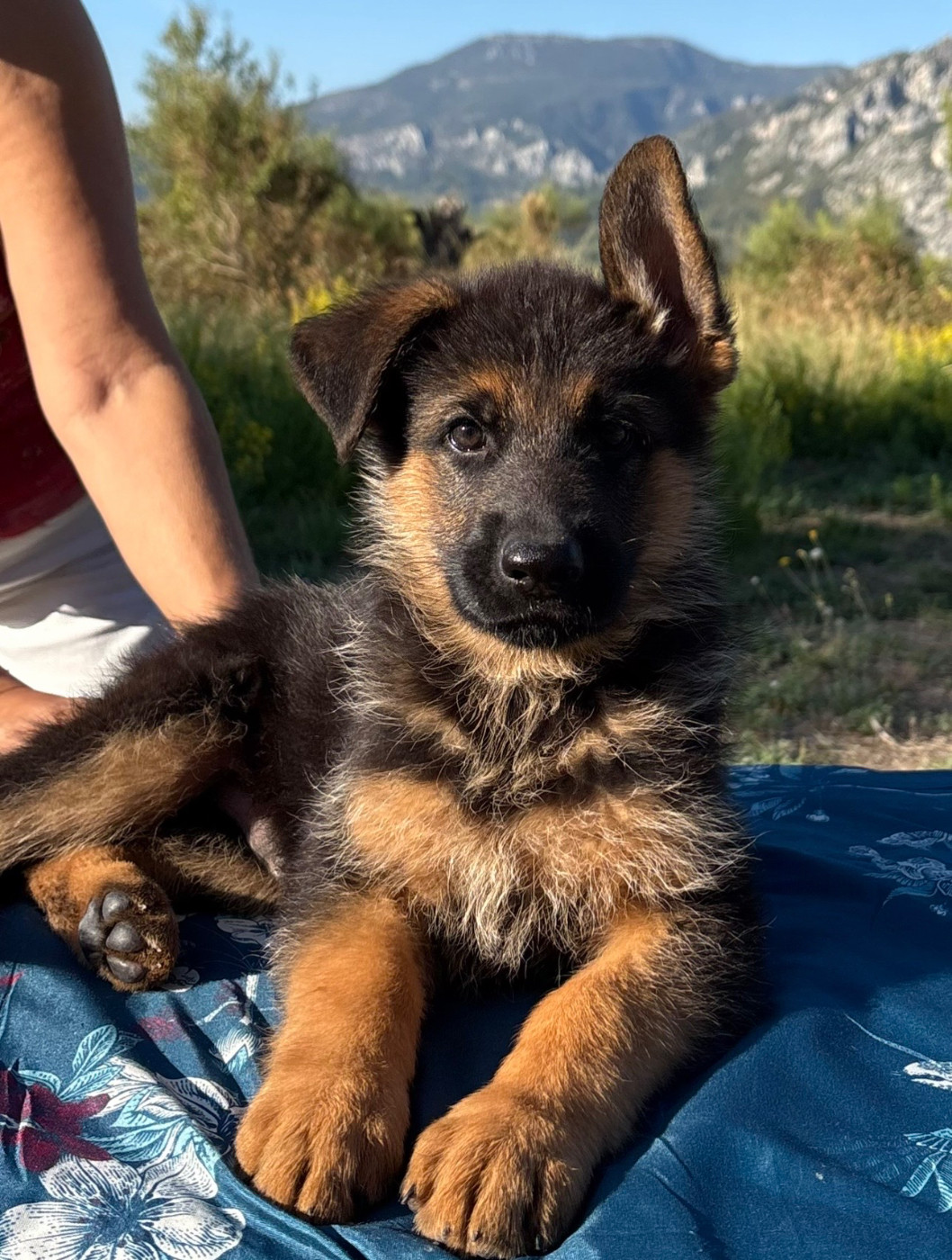 du Domaine de la Roya - Chiots disponibles - Berger Allemand
