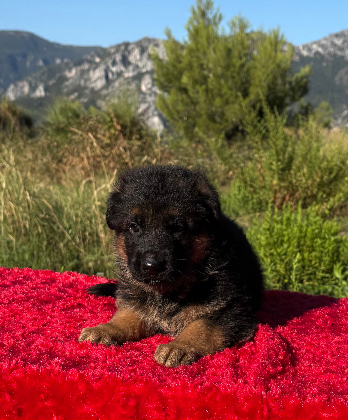 du Domaine de la Roya - Chiots disponibles - Berger Allemand