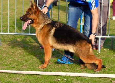 du Domaine de la Roya - Berger Allemand - Portée née le 13/01/2018