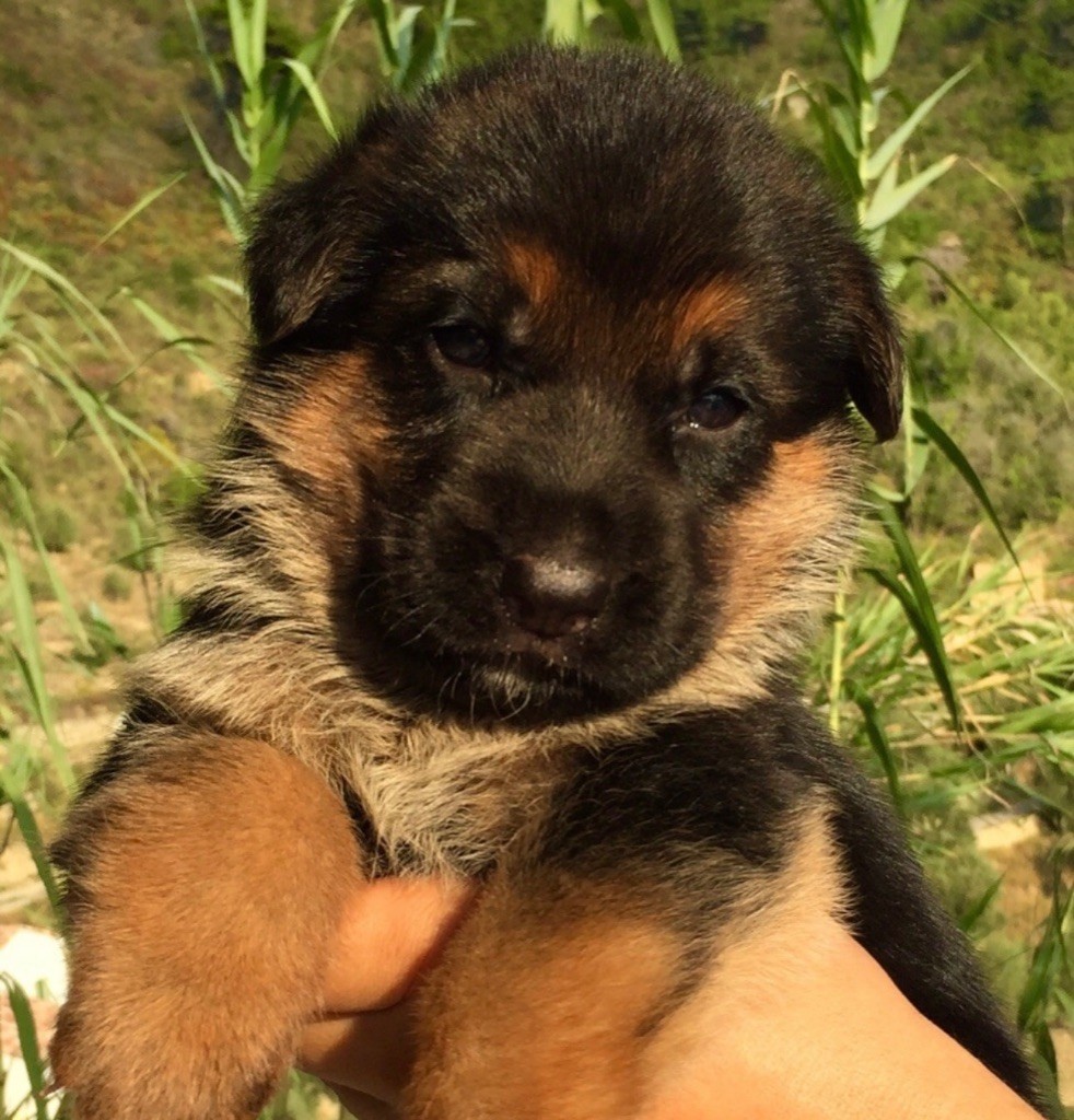 du Domaine de la Roya - Chiots disponibles - Berger Allemand