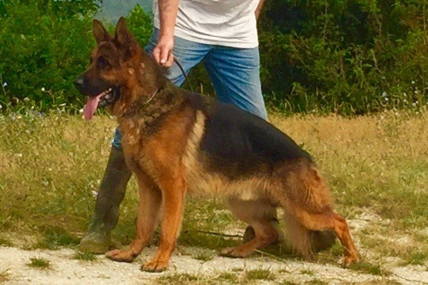 Chiot Berger Allemand du Domaine de la Roya