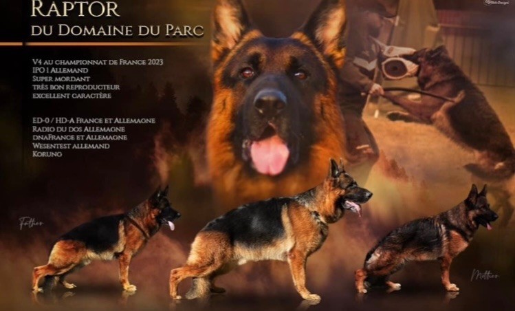 du Domaine de la Roya - Berger Allemand - Portée née le 28/03/2024