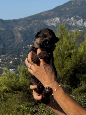 Chiot N°3