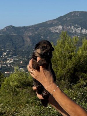 Chiot N°2