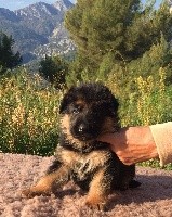 CHIOT