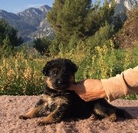 CHIOT