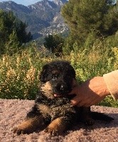 CHIOT