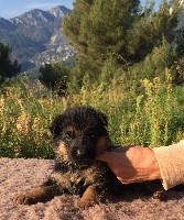 CHIOT