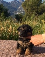 CHIOT